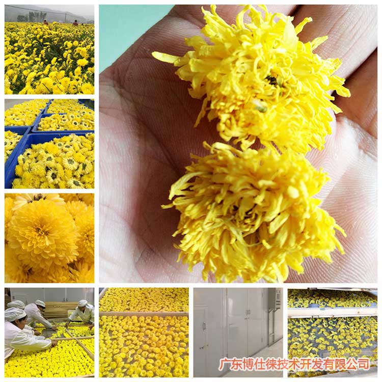 烘干菊花的温度有什么要求吗